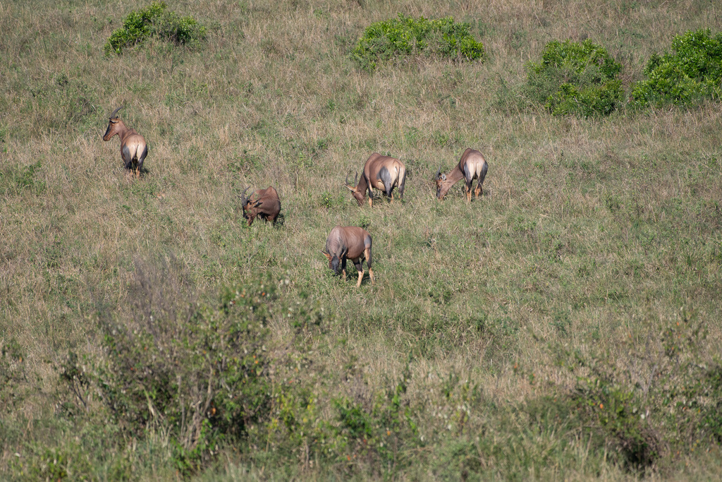 Damaliscus lunatus jimela, Mara, Kenya, by bmartin0593photo
