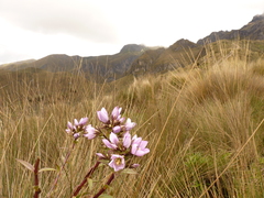 Gentianella foliosa
