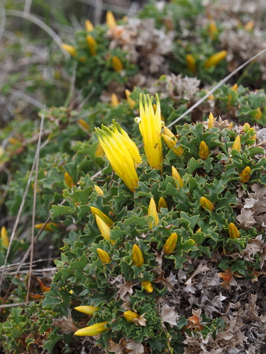 Prickly Honeysuckle (Lambertia echinata)