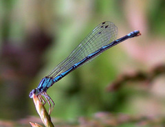 Coenagrion johanssoni
