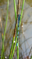 Coenagrion johanssoni