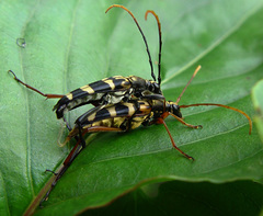 Leptura annularis