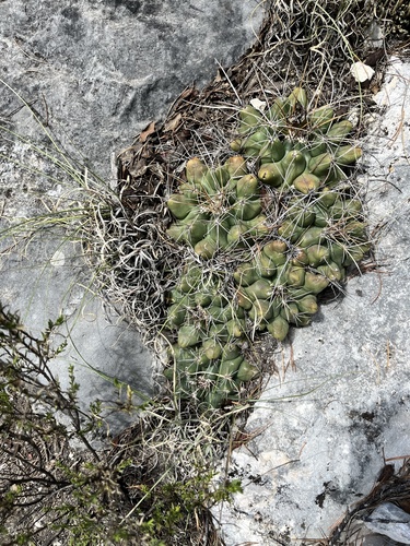Thelocactus buekii