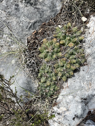 Thelocactus buekii