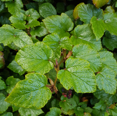 Rubus tricolor