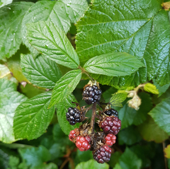 Rubus dasyphyllus