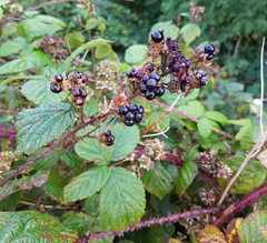 Rubus tuberculatus