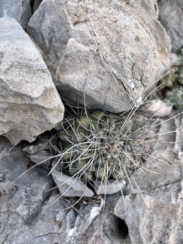 Thelocactus buekii