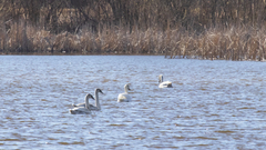 Cygnus olor