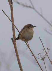 Cisticola juncidis