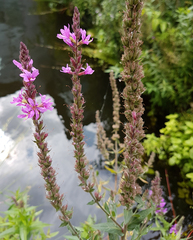 Lythrum salicaria