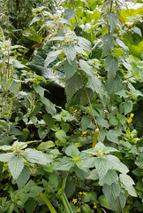 Urtica dioica