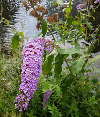 Buddleja davidii