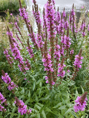 Lythrum salicaria