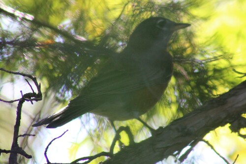 Western Robin photographed in Idaho