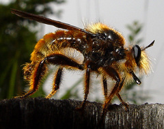 Laphria rufa