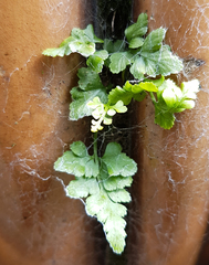 Asplenium adiantum-nigrum