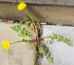 Taraxacum officinale