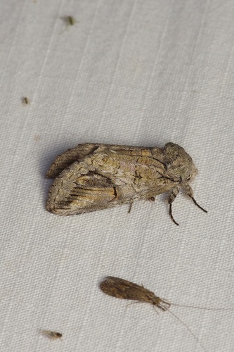 Heterocampa secessionis photo 4