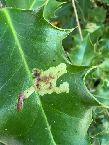 Unknown species found near Ring Rd, Oak Bay, BC, CA