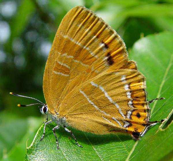 Japonica onoi
