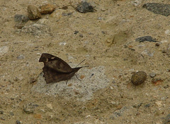 Libythea