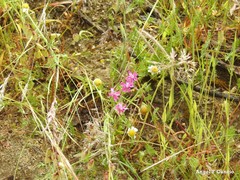 Silene scabriflora
