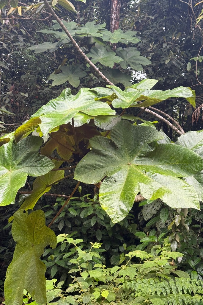 Cecropia heterochroma
