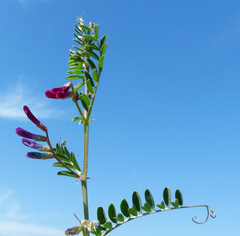 Vicia monantha