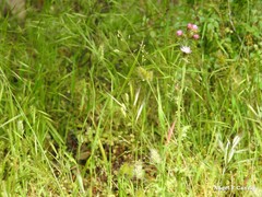 Periballia involucrata