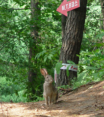Lepus coreanus