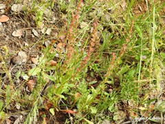 Rumex bucephalophorus