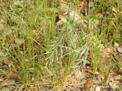 Festuca geniculata