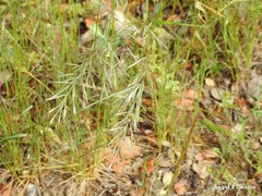Festuca geniculata