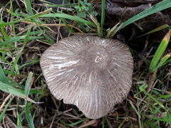 Pluteus ephebeus