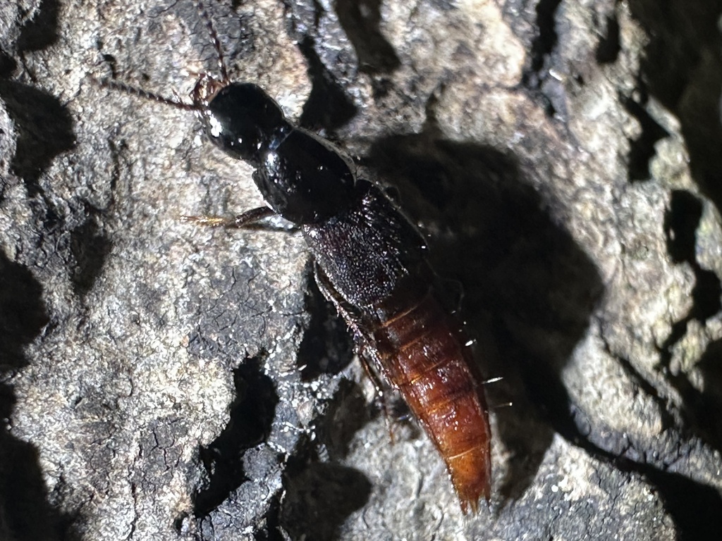Quedius truncicola