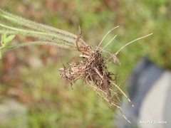 Ranunculus paludosus