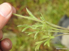 Ranunculus paludosus