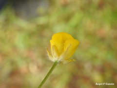 Ranunculus paludosus