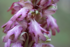 Himantoglossum robertianum