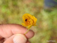 Ranunculus paludosus
