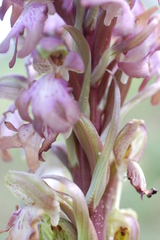 Himantoglossum robertianum