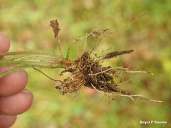Ranunculus paludosus