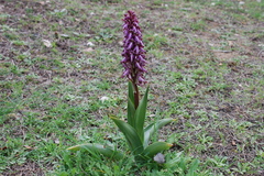 Himantoglossum robertianum