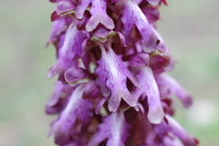 Himantoglossum robertianum