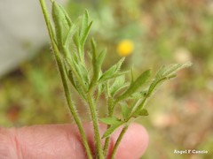 Ranunculus paludosus