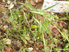 Ranunculus paludosus