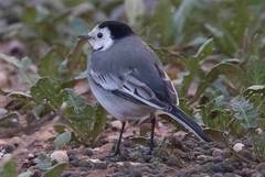 Motacilla alba