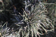 Ephedra compacta