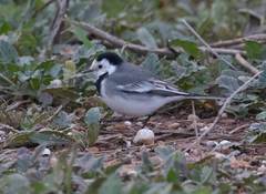 Motacilla alba